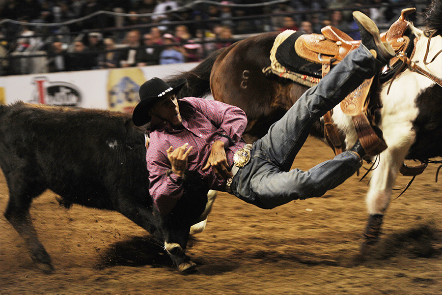 Bull Dogging