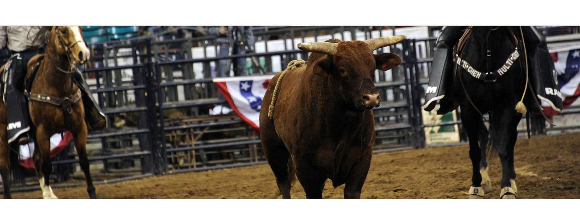 The Bull
