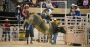 Bull Riding